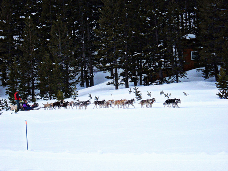 Kirkwood Dogsledding CC Logan Sakai