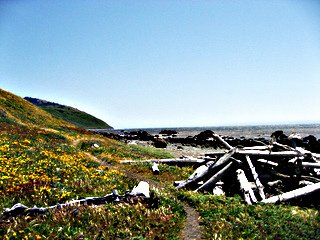 Driftwood Shelter Lost Coast CC bec
