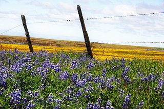 Lupine on Table Mountain by Wolf Rosenberg