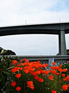 Poppies under Noyo Bridge; CC Art Poskanzer