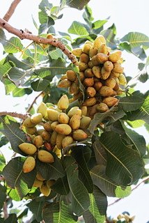 Pistachios on the Tree ; (CC) Brad Spry