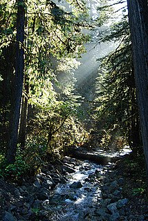 Jedediah Smith Redwoods SP CC Himabindu Poonamalli