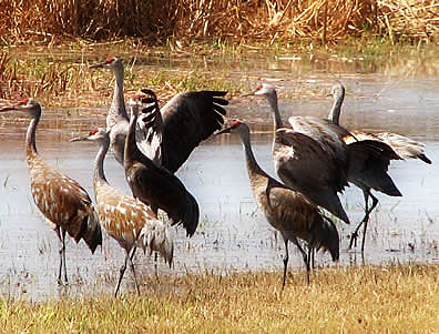 Sandhill Cranes; Photo by Richard Albers