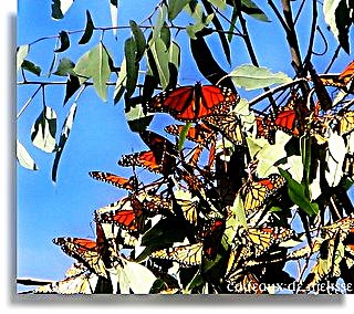 Monarch Butterflies; CC Melissa Goodman