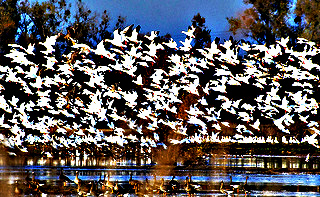 Snow Geese taking off; CC Larry Miller