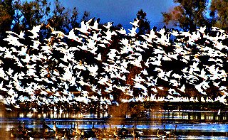 Snow Geese taking off; CC Larry Miller