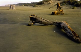 Lost Coast Beach and Driftwood