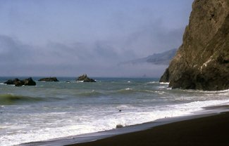 Seals along the Lost Coast