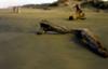 Lost Coast Beach and Driftwood