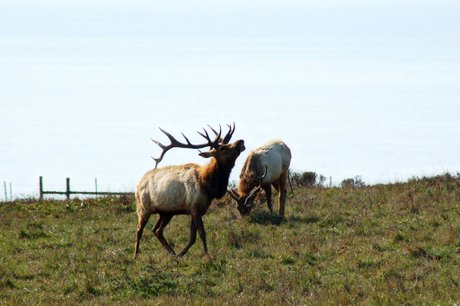 Tule Elk Bugling; CC kqedquest