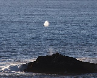 Whale Spout from Ashore CC Tom Clifton