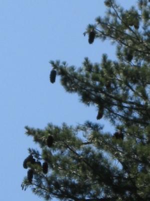 Huge Pine Cones on Sugar Pine Tree